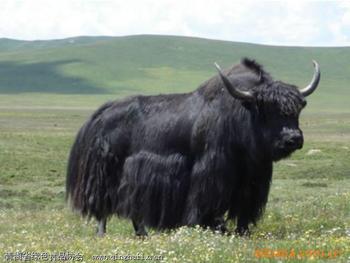 �������Y